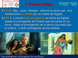 ‫וף‬ֹ‫ף‬‫חוט‬ֳ‫וט‬‫ל‬ַ‫ח‬ ‫וטף‬ַ‫ח‬‫ח‬ָ3 Ultimas Plagas3 Ultimas Plagas
Ex 11:4Ex 11:4 Dijo, pues, Moisés: Jehová ha dicho así: A laDijo, pues, Moisés: Jehová ha dicho así: A la
medianochemedianoche yo saldréyo saldré por en medio de Egipto,por en medio de Egipto,
Ex 11:5Ex 11:5 y moriráy morirá todo primogénitotodo primogénito en tierra de Egipto,en tierra de Egipto,
desde el primogénito de Faraón que se sienta en sudesde el primogénito de Faraón que se sienta en su
trono, hasta el primogénito de la sierva que está trastrono, hasta el primogénito de la sierva que está tras
el molino, y todo primogénito de las bestias.el molino, y todo primogénito de las bestias.
Todo primogénito, sin excepción, fue sacrificado.
 