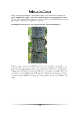 10
Injerto de Chapa
Pongo como ejemplo un Injerto de naranjo Washington Navel sobre limonero. Este tipo de
injerto se hace en Abril, Mayo y Junio a ojo velando, es decir, que las yemas brotan el mismo
año y en Julio, Agosto y Septiembre a ojo durmiente, es decir, que la chapa o placa agarra bien,
pero las yemas no brotan hasta la primavera siguiente.
Este método de injerto funciona bien en los cítricos, en el olivo y en los algarrobos.
En primer lugar se corta con el cuchillo de injertar la corteza del patrón en una zona lisa y sin
yemas, haciendo dos cortes horizontales unidos por un corte vertical en forma de H acostada.
Luego con ayuda del cuchillo de injertar se despega la corteza de la madera de cada lado como
si abriésemos una ventana y se recorta un poco la corteza de cada lado en sentido vertical, para
que luego no cubra completamente la chapa. Obsérvese el cambium más claro bajo la corteza,
que es la única parte del árbol que crece y debe entrar en íntimo contacto con el cambium de la
chapa.
 