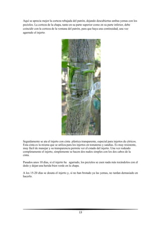 13
Aquí se aprecia mejor la corteza rebajada del patrón, dejando descubiertas ambas yemas con los
pecíolos. La corteza de la chapa, tanto en su parte superior como en su parte inferior, debe
coincidir con la corteza de la ventana del patrón, para que haya una continuidad, una vez
agarrado el injerto.
Seguidamente se ata el injerto con cinta plástica transparente, especial para injertos de cítricos.
Esta cinta es la misma que se utiliza para los injertos en tomateras y sandías. Es muy resistente,
muy fácil de manejar y su transparencia permite ver el estado del injerto. Una vez rodeado
completamente el injerto, simplemente se hacen dos nudos simples con los dos cabos de la
cinta.
Pasados unos 10 días, si el injerto ha agarrado, los pecíolos se caen nada más tocándolos con el
dedo y dejan una herida bien verde en la chapa.
A los 15-20 días se desata el injerto y, si no han brotado ya las yemas, no tardan demasiado en
hacerlo.
 