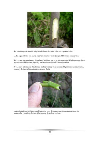 15
En esta imagen se aprecia muy bien la forma del corte y las tres capas del tallo:
A-La capa exterior con la piel o corteza muerta y justo debajo el Floema o corteza viva.
B- La capa intermedia muy delgada o Cambium, que es la única parte del árbol que crece: hacia
fuera dando el Floema o corteza y hacia dentro dando el Xilema o madera.
C- La capa interna con el Xilema o madera tierna y viva, la cual, al lignificarse y endurecerse,
muere y da lugar a la madera propiamente dicha.
A continuación se corta un escudete con un poco de madera que contenga una yema sin
desarrollar y una hoja, la cual debe cortarse dejando el pecíolo.
 