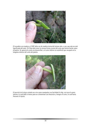 16
El escudete con madera o CHIP debe ser de madera tierna del mismo año, o sea, que aún no esté
lignificada del todo. El Chip debe tener la misma forma exacta del corte que hemos hecho antes
al patrón. Se aprecia la yema sin desarrollar y el corte inferior en semibisel que encajará en la
lengüeta inferior del corte del patrón.
El pecíolo de la hoja cortada nos sirve para manipular con facilidad el chip, sin tocar la parte
interna, lo cual debe evitarse para no contaminar con bacterias y hongos el corte, lo cual haría
fracasar el injerto.
 