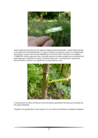 17
Aquí se aprecian muy bien las tres capas de cualquier planta lignificada. La parte blanca interna
es el xilema en vías de lignificación. Le sigue el xilema vivo que poco a poco se va lignificando
hacia dentro. Luego viene una capa delgadísima en forma de línea verde que es el verdadero
CAMBIUM, la única capa que crece y que debe ponerse en íntimo contacto con el cambium del
patrón para que se produzca su unión y el injerto tenga éxito. A continuación le sigue hacia
fuera el floema o corteza viva, seguida de la corteza muerta y seca.
A continuación se coloca el Chip en el corte del patrón, ajustándolo bien para que coincidan las
tres capas antedichas.
Al patrón se le pueden hacer varios injertos a la vez, incluso de diferentes variedades de higuera.
 
