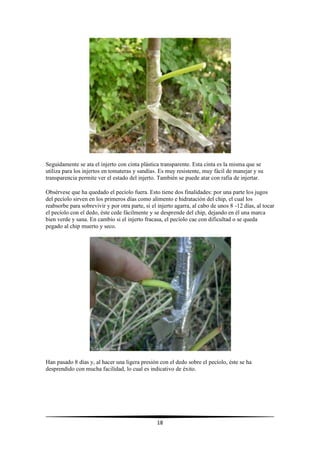 18
Seguidamente se ata el injerto con cinta plástica transparente. Esta cinta es la misma que se
utiliza para los injertos en tomateras y sandías. Es muy resistente, muy fácil de manejar y su
transparencia permite ver el estado del injerto. También se puede atar con rafia de injertar.
Obsérvese que ha quedado el pecíolo fuera. Esto tiene dos finalidades: por una parte los jugos
del pecíolo sirven en los primeros días como alimento e hidratación del chip, el cual los
reabsorbe para sobrevivir y por otra parte, si el injerto agarra, al cabo de unos 8 -12 días, al tocar
el pecíolo con el dedo, éste cede fácilmente y se desprende del chip, dejando en él una marca
bien verde y sana. En cambio si el injerto fracasa, el pecíolo cae con dificultad o se queda
pegado al chip muerto y seco.
Han pasado 8 días y, al hacer una ligera presión con el dedo sobre el pecíolo, éste se ha
desprendido con mucha facilidad, lo cual es indicativo de éxito.
 