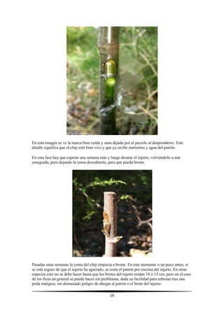 19
En esta imagen se ve la marca bien verde y sana dejada por el pecíolo al desprenderse. Este
detalle significa que el chip está bien vivo y que ya recibe nutrientes y agua del patrón.
En esta fase hay que esperar una semana más y luego desatar el injerto, volviéndolo a atar
enseguida, pero dejando la yema descubierta, para que pueda brotar.
Pasadas unas semanas la yema del chip empieza a brotar. En este momento o un poco antes, si
se está seguro de que el injerto ha agarrado, se corta el patrón por encima del injerto. En otras
especies esto no se debe hacer hasta que los brotes del injerto midan 10 ó 15 cm, pero en el caso
de los ficus en general se puede hacer sin problemas, dada su facilidad para rebrotar tras una
poda enérgica, sin demasiado peligro de ahogar al patrón o el brote del injerto.
 