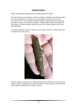 21
INJERTO OMEGA
Pongo como ejemplo un Injerto de Kiwi hembra sobre Kiwi macho.
Este tipo de injerto se puede hacer en todos los árboles y arbustos, tanto de hoja caduca
como de hoja perenne, en cualquier mes comprendido entre finales de invierno y
principios de otoño. En los injertos Omega de árboles y arbustos de hoja perenne hay
que cubrir el injerto con una bolsa de plástico. También deben cubrirse los injertos de
hoja caduca si se hacen en plena vegetación, pero no si se hacen cuando el árbol está
aún hibernando.
Un detalle importante a tener en cuenta es que la estaca a injertar y el patrón debe tener
exactamente el mismo grosor.
En primer lugar se corta con unas tijeras de podar un trozo de tallo con una yema de la
planta a injertar y seguidamente se procede a hacerle el corte omega en su parte inferior
con un aparato especial para este tipo de injertos.
 