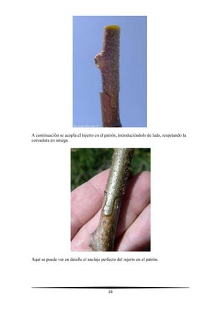 24
A continuación se acopla el injerto en el patrón, introduciéndolo de lado, respetando la
corvadura en omega.
Aquí se puede ver en detalle el anclaje perfecto del injerto en el patrón.
 