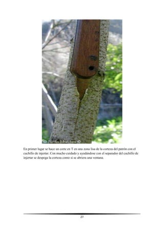 27
En primer lugar se hace un corte en T en una zona lisa de la corteza del patrón con el
cuchillo de injertar. Con mucho cuidado y ayudándose con el separador del cuchillo de
injertar se despega la corteza como si se abriera una ventana.
 