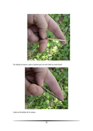 28
Se rebaja la estaca o púa a injertar por un solo lado en semi-bisel.
Lado no biselado de la estaca.
 