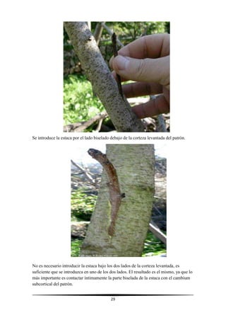 29
Se introduce la estaca por el lado biselado debajo de la corteza levantada del patrón.
No es necesario introducir la estaca bajo los dos lados de la corteza levantada, es
suficiente que se introduzca en uno de los dos lados. El resultado es el mismo, ya que lo
más importante es contactar íntimamente la parte biselada de la estaca con el cambium
subcortical del patrón.
 