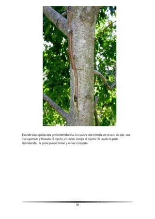 30
En este caso queda una yema introducida, lo cual es una ventaja en el caso de que, una
vez agarrado y brotado el injerto, el viento rompa el injerto. Si queda la parte
introducida, la yema puede brotar y salvar el injerto.
 
