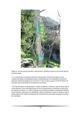 33
Aquí se ven dos injertos laterales subcorticales a distintos niveles en la misma rama de
pistacho borde.
Y ya están hechos los injertos laterales subcorticales. Este tipo de injerto es una
variante del Injerto de Hendidura lateral, modificado por mí, cambiando el corte del
patrón en forma de lengüeta por el corte en T de la corteza, igual al corte del Injerto de
Escudete, pero cambiando el escudete por una estaca.
Este tipo de injerto se puede hacer en todos los árboles y arbustos, tanto de hoja caduca
como perenne, con la salvedad de que en los de hoja perenne se sustituye la estaca por
un esqueje con hojas y se cubre el injerto con una bolsa de plástico transparente durante
varias semanas, para que no se deshidrate. Otra circunstancia a tener en cuenta es que el
patrón debe estar a punto de despertar de la hibernación, para poder despegar la corteza
con facilidad.
 
