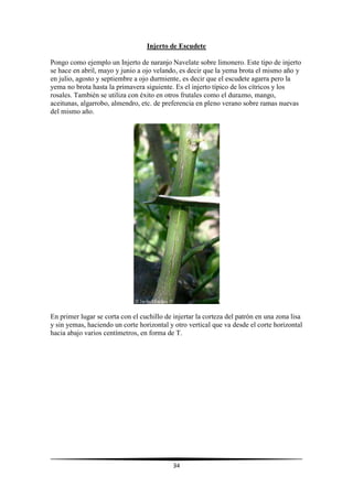 34
Injerto de Escudete
Pongo como ejemplo un Injerto de naranjo Navelate sobre limonero. Este tipo de injerto
se hace en abril, mayo y junio a ojo velando, es decir que la yema brota el mismo año y
en julio, agosto y septiembre a ojo durmiente, es decir que el escudete agarra pero la
yema no brota hasta la primavera siguiente. Es el injerto típico de los cítricos y los
rosales. También se utiliza con éxito en otros frutales como el durazno, mango,
aceitunas, algarrobo, almendro, etc. de preferencia en pleno verano sobre ramas nuevas
del mismo año.
En primer lugar se corta con el cuchillo de injertar la corteza del patrón en una zona lisa
y sin yemas, haciendo un corte horizontal y otro vertical que va desde el corte horizontal
hacia abajo varios centímetros, en forma de T.
 