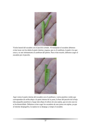 37
Visión lateral del escudete con el pecíolo cortado. Al manipular el escudete debemos
evitar tocar con los dedos la parte interna y jugosa, que es el cambium, la parte viva que
crece y se une íntimamente al cambium del patrón. Para evitar tocarlo, debemos coger el
escudete por el pecíolo.
Aquí vemos la parte interna del escudete con el cambium y varios puntitos verdes que
corresponden de arriba abajo a la parte interna de la yema, la base del pecíolo de la hoja
(dos pequeños puntitos) y luego más abajo el esbozo de una espina, que en este caso no
se ha desarrollado. Debemos evitar coger los escudetes de una yema con espina, ya que
al intentar despegarlos, la espina no se despega y rompe el escudete.
 