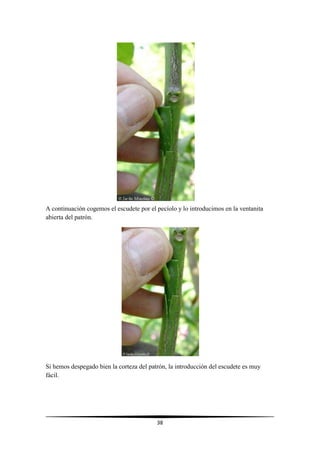 38
A continuación cogemos el escudete por el pecíolo y lo introducimos en la ventanita
abierta del patrón.
Si hemos despegado bien la corteza del patrón, la introducción del escudete es muy
fácil.
 