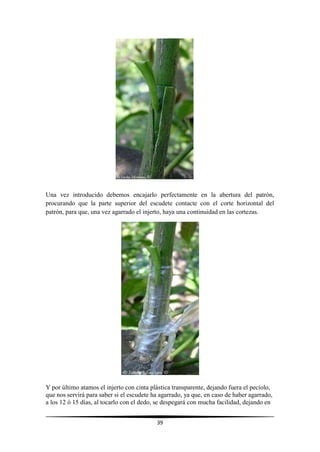 39
Una vez introducido debemos encajarlo perfectamente en la abertura del patrón,
procurando que la parte superior del escudete contacte con el corte horizontal del
patrón, para que, una vez agarrado el injerto, haya una continuidad en las cortezas.
Y por último atamos el injerto con cinta plástica transparente, dejando fuera el pecíolo,
que nos servirá para saber si el escudete ha agarrado, ya que, en caso de haber agarrado,
a los 12 ó 15 días, al tocarlo con el dedo, se despegará con mucha facilidad, dejando en
 