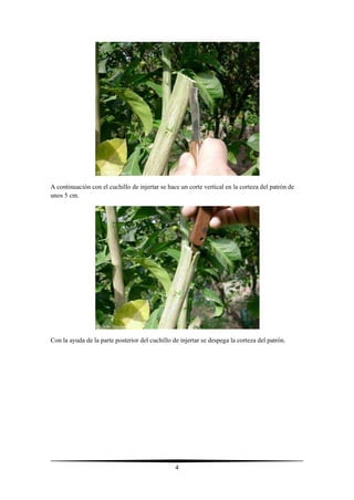 4
A continuación con el cuchillo de injertar se hace un corte vertical en la corteza del patrón de
unos 5 cm.
Con la ayuda de la parte posterior del cuchillo de injertar se despega la corteza del patrón.
 