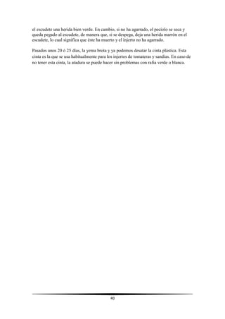 40
el escudete una herida bien verde. En cambio, si no ha agarrado, el pecíolo se seca y
queda pegado al escudete, de manera que, si se despega, deja una herida marrón en el
escudete, lo cual significa que éste ha muerto y el injerto no ha agarrado.
Pasados unos 20 ó 25 días, la yema brota y ya podemos desatar la cinta plástica. Esta
cinta es la que se usa habitualmente para los injertos de tomateras y sandías. En caso de
no tener esta cinta, la atadura se puede hacer sin problemas con rafia verde o blanca.
 
