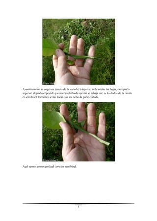 5
A continuación se coge una ramita de la variedad a injertar, se le cortan las hojas, excepto la
superior, dejando el pecíolo y con el cuchillo de injertar se rebaja uno de los lados de la ramita
en semibisel. Debemos evitar tocar con los dedos la parte cortada.
Aquí vemos como queda el corte en semibisel.
 