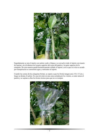 7
Seguidamente se ata el injerto con nailon verde o blanca y se envuelve todo el injerto con mastic
de injertar, sin olvidarnos de la parte superior del corte del patrón y la parte superior de la
estaquita. De esta manera queda herméticamente sellado el injerto, con lo que se evita su secado
por transpiración se suministra agua y nutrientes al injerto.
Cuando las yemas de las estaquitas brotan, se espera a que los brotes tengan unos 10 ó 15 cm y
luego se desata el nailon. En caso de estar en una zona azotada por los vientos, se atan ramas al
patrón y se sujetan a ellas los brotes tiernos para que no se rompan.
 