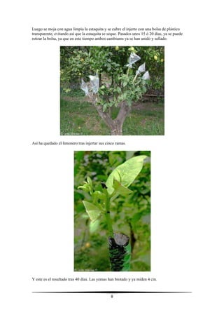 8
Luego se moja con agua limpia la estaquita y se cubre el injerto con una bolsa de plástico
transparente, evitando así que la estaquita se seque. Pasados unos 15 ó 20 días, ya se puede
retirar la bolsa, ya que en este tiempo ambos cambiums ya se han unido y sellado.
Así ha quedado el limonero tras injertar sus cinco ramas.
Y este es el resultado tras 40 días. Las yemas han brotado y ya miden 4 cm.
 