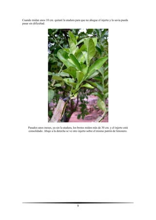 9
Cuando midan unos 10 cm. quitaré la atadura para que no ahogue el injerto y la savia pueda
pasar sin dificultad.
Pasados unos meses, ya sin la atadura, los brotes miden más de 30 cm. y el injerto está
consolidado. Abajo a la derecha se ve otro injerto sobre el mismo patrón de limonero.
 