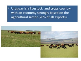 • Uruguay is a livestock and crops country,
with an economy strongly based on the
agricultural sector (70% of all exports).
 