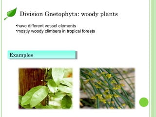Division Gnetophyta: woody plants have different vessel elements mostly woody climbers in tropical forests Examples 