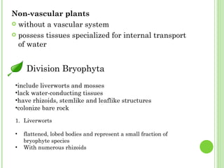 Non-vascular plants   without a vascular system possess tissues specialized for internal transport of water  Division Bryophyta include liverworts and mosses lack water-conducting tissues have rhizoids, stemlike and leaflike structures colonize bare rock Liverworts flattened, lobed bodies and represent a small fraction of bryophyte species With numerous rhizoids 