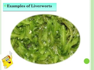 Examples of Liverworts 