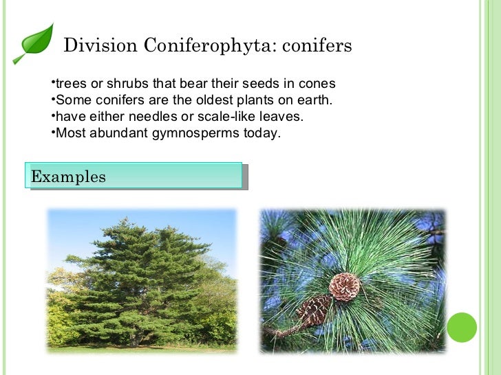 What are examples of conifers?