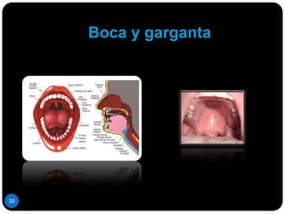 Preguntas modelo para explorar la habilidad para comer1.-¿ Puede comer sin ayuda?2.-¿Puede cortar la carne?3.- ¿Tiene dificultades para manejar vasos o tazas?21