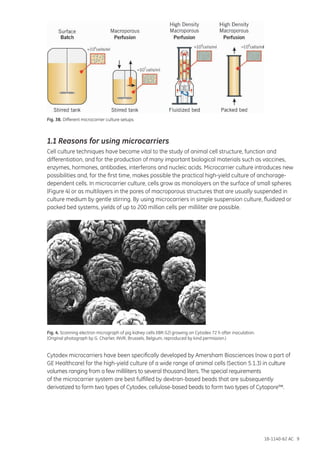 18-1140-62 AC 9
Fig. 3B. Different microcarrier culture setups.
1.1 Reasons for using microcarriers
Cell culture techniques have become vital to the study of animal cell structure, function and
differentiation, and for the production of many important biological materials such as vaccines,
enzymes, hormones, antibodies, interferons and nucleic acids. Microcarrier culture introduces new
possibilities and, for the first time, makes possible the practical high-yield culture of anchorage-
dependent cells. In microcarrier culture, cells grow as monolayers on the surface of small spheres
(Figure 4) or as multilayers in the pores of macroporous structures that are usually suspended in
culture medium by gentle stirring. By using microcarriers in simple suspension culture, fluidized or
packed bed systems, yields of up to 200 million cells per milliliter are possible.
Fig. 4. Scanning electron micrograph of pig kidney cells (IBR-S2) growing on Cytodex 72 h after inoculation.
(Original photograph by G. Charlier, INVR, Brussels, Belgium, reproduced by kind permission.)
Cytodex microcarriers have been specifically developed by Amersham Biosciences (now a part of
GE Healthcare) for the high-yield culture of a wide range of animal cells (Section 5.1.3) in culture
volumes ranging from a few milliliters to several thousand liters. The special requirements
of the microcarrier system are best fulfilled by dextran-based beads that are subsequently
derivatized to form two types of Cytodex, cellulose-based beads to form two types of Cytopore™.
 