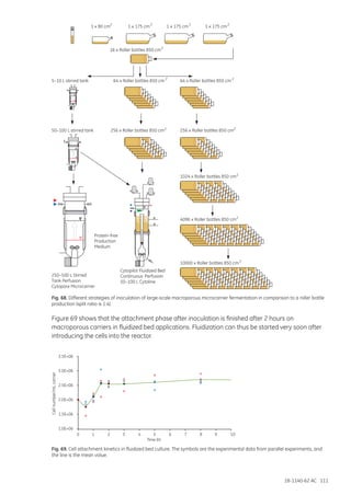 18-1140-62 AC 111
Fig. 68. Different strategies of inoculation of large-scale macroporous microcarrier fermentation in comparison to a roller bottle
production (split ratio is 1:4).
Figure 69 shows that the attachment phase after inoculation is finished after 2 hours on
macroporous carriers in fluidized bed applications. Fluidization can thus be started very soon after
introducing the cells into the reactor.
0 1
Time (h)
Cellnumber/mLcarrier
2 3 4 5 6 7 8 9 10
1.0E+06
1.5E+06
2.0E+06
2.5E+06
3.0E+06
3.5E+06
Protein-free
Production
Medium
250–500 L Stirred
Tank Perfusion
Cytopore Microcarrier
Cytopilot Fluidized Bed
Continuous Perfusion
50–100 L Cytoline
1 x 80 cm2
1 x 175 cm2
1 x 175 cm2
1 x 175 cm2
16 x Roller bottles 850 cm2
64 x Roller bottles 850 cm 2
64 x Roller bottles 850 cm 2
5–10 L stirred tank
50–100 L stirred tank 2
256 x Roller bottles 850 cm2
256 x Roller bottles 850 cm
2
1024 x Roller bottles 850 cm
2
4096 x Roller bottles 850 cm
2
10000 x Roller bottles 850 cm
Fig. 69. Cell attachment kinetics in fluidized bed culture. The symbols are the experimental data from parallel experiments, and
the line is the mean value.
 