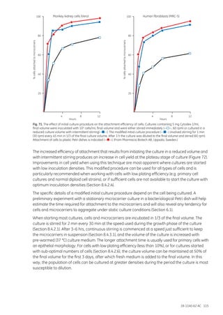 18-1140-62 AC 115
Fig. 71. The effect of initial culture procedure on the attachment efficiency of cells. Cultures containing 5 mg Cytodex 1/mL
final volume were inoculated with 105 cells/mL final volume and were either stirred immediately (— —, 60 rpm) or cultured in a
reduced culture volume with intermittent stirring(— —). The modified initial culture procedure (— —) involved stirring for 1 min
(30 rpm) every 45 min in 1/3 of the final culture volume. After 3 h the culture was diluted to the final volume and stirred (60 rpm).
Attachment of cells to plastic Petri dishes is indicated (— —). (From Pharmacia Biotech AB, Uppsala, Sweden.)
The increased efficiency of attachment that results from initiating the culture in a reduced volume and
with intermittent stirring produces an increase in cell yield at the plateau stage of culture (Figure 72).
Improvements in cell yield when using this technique are most apparent where cultures are started
with low inoculation densities. This modified procedure can be used for all types of cells and is
particularly recommended when working with cells with low plating efficiency (e.g. primary cell
cultures and normal diploid cell strains), or if sufficient cells are not available to start the culture with
optimum inoculation densities (Section 8.4.2.4).
The specific details of a modified initial culture procedure depend on the cell being cultured. A
preliminary experiment with a stationary microcarrier culture in a bacteriological Petri dish will help
estimate the time required for attachment to the microcarriers and will also reveal any tendency for
cells and microcarriers to aggregate under static culture conditions (Section 6.1).
When starting most cultures, cells and microcarriers are incubated in 1/3 of the final volume. The
culture is stirred for 2 min every 30 min at the speed used during the growth phase of the culture
(Section 8.4.2.1). After 3–6 hrs, continuous stirring is commenced at a speed just sufficient to keep
the microcarriers in suspension (Section 8.4.3.1), and the volume of the culture is increased with
pre-warmed (37 °C) culture medium. The longer attachment time is usually used for primary cells with
an epithelial morphology. For cells with low plating efficiency (less than 10%), or for cultures started
with sub-optimal numbers of cells (Section 8.4.2.6), the culture volume can be maintained at 50% of
the final volume for the first 3 days, after which fresh medium is added to the final volume. In this
way, the population of cells can be cultured at greater densities during the period the culture is most
susceptible to dilution.
4 8 12
HoursHours
4 8 12
Human fibroblasts (MRC-5)Monkey kidney cells (Vero)
20
40
60
80
100
%cellsattachedtomicrocarriers
20
40
60
80
100
%cellsattachedtomicrocarriers
 