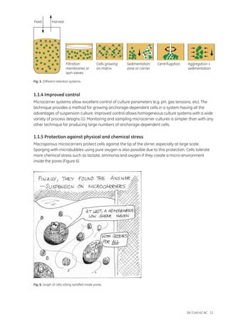 18-1140-62 AC 11
Fig. 5. Different retention systems.
1.1.4 Improved control
Microcarrier systems allow excellent control of culture parameters (e.g. pH, gas tensions, etc). The
technique provides a method for growing anchorage-dependent cells in a system having all the
advantages of suspension culture. Improved control allows homogeneous culture systems with a wide
variety of process designs (1). Monitoring and sampling microcarrier cultures is simpler than with any
other technique for producing large numbers of anchorage-dependent cells.
1.1.5 Protection against physical and chemical stress
Macroporous microcarriers protect cells against the tip of the stirrer, especially at large scale.
Sparging with microbubbles using pure oxygen is also possible due to this protection. Cells tolerate
more chemical stress such as lactate, ammonia and oxygen if they create a micro-environment
inside the pores (Figure 6).
Fig. 6. Graph of cells sitting satisfied inside pores.
Filtration:
membranes or
spin-sieves
Cells growing
on matrix
Feed Harvest
Sedimentation:
zone or carrier
Aggregation +
sedimentation
Centrifugation
 