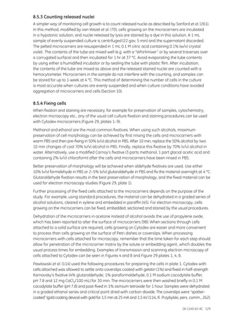 18-1140-62 AC 129
8.5.3 Counting released nuclei
A simpler way of monitoring cell growth is to count released nuclei as described by Sanford et al. (261).
In this method, modified by van Wezel et al. (70), cells growing on the microcarriers are incubated
in a hypotonic solution, and nuclei released by lysis are stained by a dye in this solution. A 1 mL
sample of evenly suspended culture is centrifuged (22 gav, 5 min) and the supernatant discarded.
The pelted microcarriers are resuspended in 1 mL 0.1 M citric acid containing 0.1% (w/v) crystal
violet. The contents of the tube are mixed well (e.g. with a “Whirlimixer” or by several traverses over
a corrugated surface) and then incubated for 1 hr at 37 °C. Avoid evaporating the tube contents
by using either a humidified incubator or by sealing the tube with plastic film. After incubation,
the contents of the tube are mixed as above and the released stained nuclei are counted with a
hemocytometer. Microcarriers in the sample do not interfere with the counting, and samples can
be stored for up to 1 week at 4 °C. This method of determining the number of cells in the culture
is most accurate when cultures are evenly suspended and when culture conditions have avoided
aggregation of microcarriers and cells (Section 10).
8.5.4 Fixing cells
When fixation and staining are necessary, for example for preservation of samples, cytochemistry,
electron microscopy etc., any of the usual cell culture fixation and staining procedures can be used
with Cytodex microcarriers (Figure 29, plates 1–9).
Methanol and ethanol are the most common fixatives. When using such alcohols, maximum
preservation of cell morphology can be achieved by first rinsing the cells and microcarriers with
warm PBS and then pre-fixing in 50% (v/v) alcohol in PBS. After 10 min, replace the 50% alcohol by two
10 min changes of cool 70% (v/v) alcohol in PBS. Finally, replace this fixative by 70% (v/v) alcohol in
water. Alternatively, use a modified Carnoy’s fixative (3 parts methanol, 1 part glacial acetic acid and
containing 2% (v/v) chloroform) after the cells and microcarriers have been rinsed in PBS.
Better preservation of morphology will be achieved when aldehyde fixatives are used. Use either
10% (v/v) formalehyde in PBS or 2–5% (v/v) glutaraldehyde in PBS and fix the material overnight at 4 °C.
Glutaraldehyde fixation results in the best preservation of morphology, and the fixed material can be
used for electron microscopy studies (Figure 29, plate 1).
Further processing of the fixed cells attached to the microcarriers depends on the purpose of the
study. For example, using standard procedures, the material can be dehydrated in a graded series of
alcohol solutions, cleared in xylene and embedded in paraffin (45). For electron microscopy, cells
growing on the microcarriers can be fixed, embedded, sectioned and stained by the usual procedures.
Dehydration of the microcarriers in acetone instead of alcohol avoids the use of propylene oxide,
which has been reported to alter the surface of microcarriers (98). When sections through cells
attached to a solid surface are required, cells growing on Cytodex are easier and more convenient
to process than cells growing on the surface of Petri dishes or coverslips. When processing
microcarriers with cells attached for microscopy, remember that the time taken for each step should
allow for penetration of the microcarrier matrix by the solute or embedding agent, which doubles the
usual process times for embedding. Examples of transmission and scanning electron microscopy of
cells attached to Cytodex can be seen in Figures 4 and 8 and Figure 29 plates 1, 4, 8.
Pawlowski et al. (114) used the following procedures for preparing the cells in plate 1. Cytodex with
cells attached was allowed to settle onto coverslips coated with gelatin (1%) and fixed in half-strength
Karnovsky’s fixative (4% glutaraldehyde, 1% paraformaldehyde, 0.1 M sodium cacodylate buffer,
pH 7.8 and 12 mg CaCl2/100 mL) for 30 min. The microcarriers were then washed briefly in 0.1 M
cacodylate buffer (pH 7.8) and post-fixed in 1% osmium tetroxide for 1 hour. Samples were dehydrated
in a graded ethanol series and critical point dried with carbon dioxide. The coverslips were “spatter-
coated” (gold coating device) with gold for 1.5 min at 25 mA and 1.5 kV (114; R. Przybylski, pers. comm., 262).
 