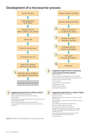 142 18-1140-62 AC
Development of a microcarrier process
Suggested experiments in flasks (rollers):
Viability, plating efficiency of thawed cells
Optimal inoculation density (maximal cell doublings)
Growth kinetics
Harvesting protocol (single cell suspension, optimal density for har-
vesting, cells in cell cycle)
Yield, viability, plating efficiency of the harvested cells
Productivity (final titer, per cell basis, reference under stationary
conditions)
Suggested experiments in stationary
culture (bacterial Petri dishes)
Choice of carrier
Preliminary tests of suitable bead concentration (batch)
Optimal seeding density (cell/bead ratio, plating efficiency)
Optimal pH during attachment phase
Serum screening
Cell attachment, cell spreading tests
Media formulation tests
Suitable dO2 concentration
Subcultivation/migration tests
Suggested experiments in spinner flasks
Attachment efficiency in stirred culture
Growth curves, rate
Appropriate microcarrier concentration, optimal inoculation
concentration
Starting conditions, initial volume, static attachment period,
stirring speed
Check media pH (too alkaline, bad attachment)
Determine media replacement strategy
Check productivity under stirred conditions
Optimize harvesting/migration procedure (stirrer speed,
washing, buffer capacity, trypsin (enzyme conc. U/cell)
incubation time, pH)
Check viability, recovery, attachment efficiency when
harvesting different times after inoculation
Process simulation
Search literature
Learn regulations
(FDA, WHO)
Acquire cell line
(ATCC, ECACC, Lab, Isolate)
Culture cell
Characterize the cell
Select cell, transfect
(optimize productivity)
Optimize culture conditions
Check growth characteristics
Check for contaminants
Generate Master Cell Bank
1
1
Generate Working Cell Bank
Select microcarrier
(in stationary culture)
Generate Master Cell Bank
Process Simulation
Stationary, spinners
Fermenter (bench)
Reactor optimization
Pilot scale
Process optimization
Production
2
2
3
3
4
5
6
Fig. 88. Schematic of the development of a microcarrier process.
 