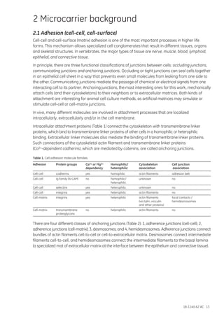 18-1140-62 AC 13
2 Microcarrier background
2.1 Adhesion (cell-cell, cell-surface)
Cell-cell and cell-surface (matrix) adhesion is one of the most important processes in higher life
forms. This mechanism allows specialized cell conglomerates that result in different tissues, organs
and skeletal structures. In vertebrates, the major types of tissue are nerve, muscle, blood, lymphoid,
epithelial, and connective tissue.
In principle, there are three functional classifications of junctions between cells: occluding junctions,
communicating junctions and anchoring junctions. Occluding or tight junctions can seal cells together
in an epithelial cell sheet in a way that prevents even small molecules from leaking from one side to
the other. Communicating junctions mediate the passage of chemical or electrical signals from one
interacting cell to its partner. Anchoring junctions, the most interesting ones for this work, mechanically
attach cells (and their cytoskeletons) to their neighbors or to extracellular matrices. Both kinds of
attachment are interesting for animal cell culture methods, as artificial matrices may simulate or
stimulate cell-cell or cell-matrix junctions.
In vivo, many different molecules are involved in attachment processes that are localized
intracellularly, extracellularly and/or in the cell membrane.
Intracellular attachment proteins (Table 1) connect the cytoskeleton with transmembrane linker
proteins, which bind to transmembrane linker proteins of other cells in a homophilic or heterophilic
binding. Extracellular linker molecules also mediate the binding of transmembrane linker proteins.
Such connections of the cytoskeletal actin filament and transmembrane linker proteins
(Ca2+-dependent cadherins), which are mediated by catenins, are called anchoring junctions.
Table 1. Cell adhesion molecule families
Adhesion	 Protein groups	 Ca2+ or Mg2+	 Homophilic/	 Cytoskeleton 	 Cell junction
		 dependency	 heterophilic	 association	 association
Cell-cell	 cadherins	 yes	 homophilic	 actin filaments	 adhesion belt
Cell-cell	 Ig family (N-CAM)	 no	 homophilic/	 unknown	 no
			 heterophilic
Cell-cell	selectins	 yes	 heterophilic	unknown	 no
Cell-cell	 integrins	 yes	 heterophilic	 actin filaments	 no
Cell-matrix	 integrins	 yes	 heterophilic	 actin filaments	 focal contacts /
				 (via talin, vinculin	 hemidesmosomes
				 and other proteins)
Cell-matrix	 transmembrane	 no	 heterophilic	 actin filaments	 no
	proteoglycans
There are four different classes of anchoring junctions (Table 2): 1, adherence junctions (cell-cell); 2,
adherence junctions (cell-matrix); 3, desmosomes; and 4, hemidesmosomes. Adherence junctions connect
bundles of actin filaments cell-to-cell or cell-to-extracellular matrix. Desmosomes connect intermediate
filaments cell-to-cell, and hemidesmosomes connect the intermediate filaments to the basal lamina
(a specialized mat of extracellular matrix at the interface between the epithelium and connective tissue).
 