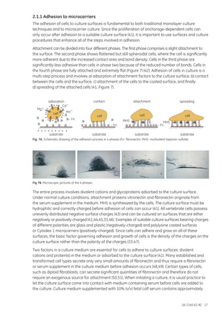 18-1140-62 AC 17
2.1.1 Adhesion to microcarriers
The adhesion of cells to culture surfaces is fundamental to both traditional monolayer culture
techniques and to microcarrier culture. Since the proliferation of anchorage-dependent cells can
only occur after adhesion to a suitable culture surface (41), it is important to use surfaces and culture
procedures that enhance all of the steps involved in adhesion.
Attachment can be divided into four different phases. The first phase comprises a slight attachment to
the surface. The second phase shows flattened but still spheroidal cells, where the cell is significantly
more adherent due to the increased contact area and bond density. Cells in the third phase are
significantly less adhesive than cells in phase two because of the reduced number of bonds. Cells in
the fourth phase are fully attached and extremely flat (Figure 7) (42). Adhesion of cells in culture is a
multi-step process and involves a) adsorption of attachment factors to the culture surface, b) contact
between the cells and the surface, c) attachment of the cells to the coated surface, and finally
d) spreading of the attached cells (41, Figure 7).
Fig. 7A. Schematic drawing of the adhesion process in 4 phases (Fn- fibronectin, MHS- multivalent heparan sulfate).
substrate
adsorption
– Fn
– Fn – Fn
MHS –MHS –
contact attachment spreading
cell
cell cell cell
+ + + + + + + + +
substrate substrate substrate
Mg2+
Ca2+
Mn
2+
Fig 7B. Microscopic pictures of the 4 phases.
The entire process involves divalent cations and glycoproteins adsorbed to the culture surface.
Under normal culture conditions, attachment proteins vitronectin and fibronectin originate from
the serum supplement in the medium. MHS is synthesized by the cells. The culture surface must be
hydrophilic and correctly charged before adhesion of cells can occur (41). All vertebrate cells possess
unevenly distributed negative surface charges (43) and can be cultured on surfaces that are either
negatively or positively charged (41,44,45,33,46). Examples of suitable culture surfaces bearing charges
of different polarities are glass and plastic (negatively-charged) and polylysine coated surfaces
or Cytodex 1 microcarriers (positively-charged). Since cells can adhere and grow on all of these
surfaces, the basic factor governing adhesion and growth of cells is the density of the charges on the
culture surface rather than the polarity of the charges (33,47).
Two factors in a culture medium are essential for cells to adhere to culture surfaces: divalent
cations and protein(s) in the medium or adsorbed to the culture surface (41). Many established and
transformed cell types secrete only very small amounts of fibronectin and thus require a fibronectin
or serum supplement in the culture medium before adhesion occurs (48,49). Certain types of cells,
such as diploid fibroblasts, can secrete significant quantities of fibronectin and therefore do not
require an exogenous source for attachment (50,51). When initiating a culture, it is usual practice to
let the culture surface come into contact with medium containing serum before cells are added to
the culture. Culture medium supplemented with 10% (v/v) fetal calf serum contains approximately
 