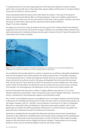 18 18-1140-62 AC
2–3 µg fibronectin/mL (52), and a large proportion of the fibronectin adsorbs to culture surfaces
within a few minutes (48). Serum-free media often require addition of fibronectin (1–50 µg/mL) before
many cells can attach to culture surfaces.
Culture procedures affect the rate at which cells attach to surfaces. In the case of microcarrier
culture, microcarriers and cells are often in a stirred suspension. Under such conditions, attachment of
cells to Cytodex usually occurs to the same extent as with static culture systems. However, with some
cell types, an initial static culture period is required so that all steps of adhesion
(Figure 7) are fully completed.
The design of microcarrier culture procedures for each type of cell is closely related to the adhesion
properties of the cell and the rate at which all steps of adhesion are completed. Ways of determining
optimal procedures for individual cell types are discussed in sections 8 and 10. Figure 8 illustrates the
close attachment of cells to Cytodex.
Fig. 8. Transmission electron micrograph of pig kidney cells growing on a Cytodex microcarrier. (Original photograph by
B. Meigneir and J. Tektoff, IFFA-Mérieux. Lyon, France, reproduced by kind permission.)
For an adherent cell to quickly attach to a surface, it needs to be round (have a disrupted cytoskeleton)
and have exchanged its cell surface receptors for newly produced ones. It is therefore necessary
to have trypsinized cells in a single cell suspension (trypsin also acts as a growth factor). Work has
shown that when the surfaces on which cells grow are degraded, the cells remain flat and retain
their cell-cell contacts. These cells did not attach for several hours when seeded onto a cell culture
surface. When they did attach, the distribution over the surface was very uneven due to clumping.
This resulted in an inhomogeneous cell distribution on the carriers and a slower growth rate.
Normal and transformed cells seem to adhere in slightly different ways (Section 5.1.3). In vitro,
adherent cells bind to extracellular matrix components; type I and IV collagen, fibronectin, vitronectin,
laminin, chondronectin, thrombospondin, heparan and chondroitin sulfate.
The “normal” in vitro adhesion process is considered to occur via integrin receptors primarily binding
to fibronectin (Mr 220 000) and vitronectin (Mr 65 000). The cells in their turn bind to these proteins via
the integrin receptors, with Ca2+ and Mg2+ ions as cofactors. A minimum of 15 ng/cm2 of adsorbed
fibronectin is required for BHK cell attachment. Fibronectin binds easily to gelatin, which is why
gelatin gels are used for the affinity purification of fibronectin. It is also the reason why gelatin is a
good cell culture substrate and used to manufacture microcarriers.
Vitronectin is considered to be more potent than fibronectin and active at even lower concentrations.
Vitronectin is also called serum-spreading factor and has been shown necessary for the spreading-out
phase of cells. These proteins are also produced by a number of cell lines. Other integrin receptors
present on the cell surface are the collagen and laminin receptors. These proteins are not usually
present in serum, but are sometimes added to coat the cell culture surface.
 