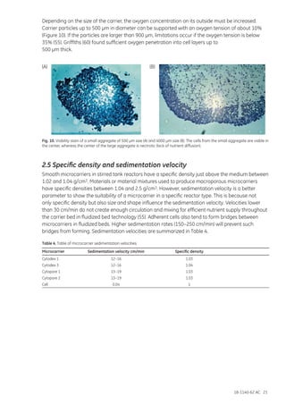18-1140-62 AC 21
Depending on the size of the carrier, the oxygen concentration on its outside must be increased.
Carrier particles up to 500 µm in diameter can be supported with an oxygen tension of about 10%
(Figure 10). If the particles are larger than 900 µm, limitations occur if the oxygen tension is below
35% (55). Griffiths (60) found sufficient oxygen penetration into cell layers up to
500 µm thick.
(A) (B)
Fig. 10. Viability stain of a small aggregate of 500 µm size (A) and 4000 µm size (B). The cells from the small aggregate are viable in
the center, whereas the center of the large aggregate is nectrotic (lack of nutrient diffusion).
2.5 Specific density and sedimentation velocity
Smooth microcarriers in stirred tank reactors have a specific density just above the medium between
1.02 and 1.04 g/cm3. Materials or material mixtures used to produce macroporous microcarriers
have specific densities between 1.04 and 2.5 g/cm3. However, sedimentation velocity is a better
parameter to show the suitability of a microcarrier in a specific reactor type. This is because not
only specific density but also size and shape influence the sedimentation velocity. Velocities lower
than 30 cm/min do not create enough circulation and mixing for efficient nutrient supply throughout
the carrier bed in fluidized bed technology (55). Adherent cells also tend to form bridges between
microcarriers in fluidized beds. Higher sedimentation rates (150–250 cm/min) will prevent such
bridges from forming. Sedimentation velocities are summarized in Table 4.
Table 4. Table of microcarrier sedimentation velocities
Microcarrier	 Sedimentation velocity cm/min	 Specific density
Cytodex 1	 12–16	 1.03
Cytodex 3	 12–16	 1.04
Cytopore 1	 13–19	 1.03
Cytopore 2	 13–19	 1.03
Cell	0.04	 1
 