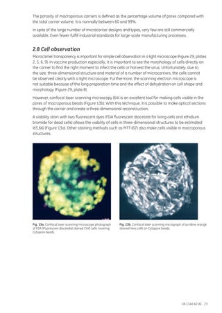 18-1140-62 AC 23
The porosity of macroporous carriers is defined as the percentage volume of pores compared with
the total carrier volume. It is normally between 60 and 99%.
In spite of the large number of microcarrier designs and types, very few are still commercially
available. Even fewer fulfill industrial standards for large-scale manufacturing processes.
2.8 Cell observation
Microcarrier transparency is important for simple cell observation in a light microscope (Figure 29, plates
2, 5, 6, 9). In vaccine production especially, it is important to see the morphology of cells directly on
the carrier to find the right moment to infect the cells or harvest the virus. Unfortunately, due to
the size, three-dimensional structure and material of a number of microcarriers, the cells cannot
be observed clearly with a light microscope. Furthermore, the scanning electron microscope is
not suitable because of the long preparation time and the effect of dehydration on cell shape and
morphology (Figure 29, plate 8).
However, confocal laser scanning microscopy (64) is an excellent tool for making cells visible in the
pores of macroporous beads (Figure 13b). With this technique, it is possible to make optical sections
through the carrier and create a three-dimensional reconstruction.
A viability stain with two fluorescent dyes (FDA fluorescein diacetate for living cells and ethidium
bromide for dead cells) allows the viability of cells in three-dimensional structures to be estimated
(65,66) (Figure 13a). Other staining methods such as MTT (67) also make cells visible in macroporous
structures.
Fig. 13a. Confocal laser scanning microscope photograph
of FDA (Fluorescein diacetate) stained CHO cells covering
Cytopore beads.
Fig. 13b. Confocal laser scanning micrograph of acridine orange
stained Vero cells on Cytopore beads.
 