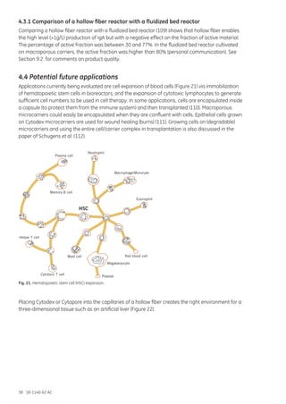 38 18-1140-62 AC
Plasma cell
Memory B cell
Red blood cellMast cell
HSC
Megakaryocyte
Platelet
Cytotoxic T cell
Helper T cell
Neutrophil
Eosinophil
Macrophage/Monocyte
4.3.1 Comparison of a hollow fiber reactor with a fluidized bed reactor
Comparing a hollow fiber reactor with a fluidized bed reactor (109) shows that hollow fiber enables
the high level (>1g/L) production of IgA but with a negative effect on the fraction of active material.
The percentage of active fraction was between 30 and 77%. In the fluidized bed reactor cultivated
on macroporous carriers, the active fraction was higher than 80% (personal communication). See
Section 9.2. for comments on product quality.
4.4 Potential future applications
Applications currently being evaluated are cell expansion of blood cells (Figure 21) via immobilization
of hematopoietic stem cells in bioreactors, and the expansion of cytotoxic lymphocytes to generate
sufficient cell numbers to be used in cell therapy. In some applications, cells are encapsulated inside
a capsule (to protect them from the immune system) and then transplanted (110). Macroporous
microcarriers could easily be encapsulated when they are confluent with cells. Epithelial cells grown
on Cytodex microcarriers are used for wound healing (burns) (111). Growing cells on (degradable)
microcarriers and using the entire cell/carrier complex in transplantation is also discussed in the
paper of Schugens et al. (112).
Fig. 21. Hematopoietic stem cell (HSC) expansion.
Placing Cytodex or Cytopore into the capillaries of a hollow fiber creates the right environment for a
three-dimensional tissue such as an artificial liver (Figure 22).
 