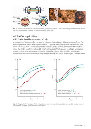 18-1140-62 AC 39
Fig. 22. Artificial liver: Hepatocytes were immobilized on Cytopore or Cytodex in a hollow fiber cartridge. The hepatocytes showed
the same functionality as in the liver. Picture from Genspan, Seattle, USA.
4.5 Further applications
4.5.1 Production of large numbers of cells
A major area of application for microcarrier culture is the production of large numbers of cells. The
advantages of the microcarrier system (Section 1.1) can be used to obtain high yields of cells from
small culture volumes. Cultures can often be initiated with 105 cells/mL or less and at the plateau
stage the yield is usually more than 106 cells/mL (Figure 23). This high yield of cells per unit culture
volume and the large increase in cell number during the culture cycle (10-fold or more) makes
microcarrier culture an attractive technique for producing cells from a wide range of culture volumes.
Fig. 23. The growth of various types of cells on Cytodex microcarriers in stirred cultures. (Data reproduced by kind permission of
S.Toyama, Inst. Virus Res., Kyoto University, Kyoto, Japan.)
10
4
5
6
7
10
10
10
DaysDays
22
(A) (B)
44 66 88
Cells/m
10
4
5
6
7
10
10
10
L
Cells/mL
Mouse fibroblasts (J-129, — —)
Normal rat kidney cells (NRK, — —)
Rhesus monkey kidney cells (LLC-MK2, — —)
Human fibroblasts (MRC-5, — —)
Chicken fibroblasts (— —)
Human nasophararangeal carcinoma cells (KB, — —)
 