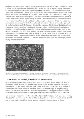 40 18-1140-62 AC
Applications for small culture volumes include situations when only a few cells are available to initiate
a culture (e.g. clinical diagnosis, cloned material). Microcarriers can be used to increase the culture
surface area in small volumes and at the same time keep the density of cells/mL as high as possible.
Maintaining high densities of cells leads to conditioning of the culture medium and stimulation of cell
growth. With traditional monolayer techniques for small cultures, it is not possible to achieve a high
culture surface area/volume ratio (approx. 4 cm2/mL in Petri dishes). Microcarrier cultures provide a
surface area/volume ratio of approximately 20 cm2/mL. The increase in culture surface area means
that a greater yield of cells is achieved before subculturing is necessary. In clinical diagnosis or the
production of cloned material, this technique leads to a reduction in the time required to grow cells
for biochemical analyses (113). Figure 24 illustrates the high yield of cells that can be obtained from
microcarrier cultures contained in traditional monolayer culture vessels. Microcarrier culture also
provides a method for rapid scale-up with a minimum of subculture steps (Figure 18). Scale-up can
be through the entire range of culture volumes, and also be achieved in the absence of subculturing
steps by using a continuous propagation technique (6). This technique provides sustained periods of
exponential growth. Large culture volumes of several liters or more are mainly used for production
of viruses or cell products (Section 4.1.1). The yield of cells from large-scale cultures using Cytodex is
usually 109 cells/liter or more.
Fig. 24. Chinese hamster fibroblasts growing on Cytodex microcarriers contained as a static culture in a Petri dish. (Original
photograph by T. Utakoji, Cancer Inst., Japanese Foundation for Cancer Res., Tokyo, Japan, reproduced by kind permission.)
4.5.2 Studies on cell function, metabolism and differentiation
Microcarriers can be used as convenient culture surfaces in many cell biology studies. The ability to
culture cells at high densities in a homogeneous culture system provides unique opportunities for
studies of cell function, metabolism and differentiation. In addition, microcarriers make it easier to
manipulate and observe cells. When compared with traditional monolayer techniques that only
provide two-dimensional cultures, the microcarrier system allows very high culture densities and,
when confluent microcarriers are packed together, a three-dimensional culture can be achieved.
Cytodex microcarriers are compatible with cell function and differentiation in vitro, and a wide variety
of studies have been reported. The choice of the most suitable microcarrier is described in Section 4.6
and, for most studies with differentiating systems, Cytodex 3 is the microcarrier of choice.
 