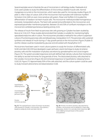 18-1140-62 AC 41
Several examples serve to illustrate the use of microcarriers in cell biology studies. Pawlowski et al.
(114) used Cytodex to study the differentiation of chick embryo skeletal muscle cells. Normal
myogenesis occurred on the microcarriers, which were also used for microscopy studies (Figure 29
plate 1). After 4 days of culture, 62% of the microcarriers had myotubes with extensive myofibril
formation (114). With an even more sensitive cell system, Moser and Stoffels (115) studied the
differentiation of newborn rat heart muscle cells. The microcarrier method provided homogeneous
and easily manipulated cultures. The heart cells spread and proliferated on the microcarriers and
expressed pacemaker membrane properties. Between 20 and 30% of confluent monolayers on the
microcarriers exhibited spontaneous beating activity (115).
The release of insulin from fetal rat pancreas islet cells growing on Cytodex has been studied by
Bone et al. (116,117). These studies demonstrated that Cytodex is suitable for maintaining highly
specialized endocrine cells in culture. The microcarriers provided a method for the uniform suspension
culture of functioning pancreas cells and allowed easy manipulation (117). The pancreas cells sustained
synthesis and release of insulin during a 7-day growth period on the microcarriers (Figure 29 plate 3),
and the release could be modulated by glucose and stimulated with theophylline (117).
Microcarriers have been used in novel culture systems to study the function of differentiated cells.
Smith and Vale (118,119) have developed a super-perfusion column technique to study rat anterior
pituitary cells and the modulation of pituitary secretions by gonadotrophins and cocarcinogens
(Figure 25). The system provided responsive and well-defined high-density cultures that maintained
the ability to secrete hormones for long periods of time. The dissociated pituitary cells attached to
the Cytodex microcarriers (Figure 26) and remained responsive to hypothalamic releasing factors
(118,119, Figure 27). Approximately 95% of the cells attached, and the culture system could be used
to study transient phenomena and desensitization (118).
Dissociation
Micro carrier
culture
(3–5 days)
95% of cells
attach
Hypothalamic
releasing factors
Chromatographic
column super-
perfusion system
Monitor
hormone secretion
Fig. 25. The superperfusion culture of primary rat pituitary
cells growing on Cytodex 1 microcarriers. The scheme is
based on studies by Smith and Vale (118,119).
Fig. 26. Primary rat interior pituitary cells attached to
Cytodex 1 microcarriers and incubated for 5 days after
dissociation. (Smith, M.A. and Vale, W.W. Endocrinol. 107,
1425 (1980) by kind permission of the authors
and publisher.)
 