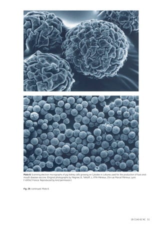 18-1140-62 AC 51
Plate 8: Scanning electron micrographs of pig kidney cells growing on Cytodex in cultures used for the production of foot-and-
mouth disease vaccine. (Original photographs by Megnier, B., Tektoff, J., IFFA-Mérieux, 254 rue Marcel Mérieux, Lyon,
F-69342 France. Reproduced by kind permission.)
Fig. 29. continued. Plate 8.
 