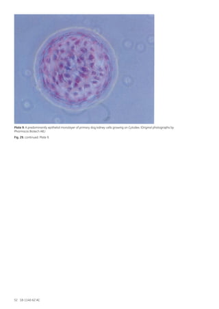 52 18-1140-62 AC
Plate 9: A predominantly epithelial monolayer of primary dog kidney cells growing on Cytodex. (Original photographs by
Pharmacia Biotech AB.)
Fig. 29. continued. Plate 9.
 
