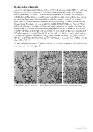 18-1140-62 AC 53
4.5.5 Harvesting mitotic cells
Microcarrier culture provides an efficient method for harvesting mitotic cells (130,131). The technique
is based on the observation that mitotic cells are attached only weakly to cell culture surfaces
and can be detached by shaking (132). The use of monolayer culture vessels for this technique is
limited by the small surface area for cell growth. In contrast, microcarriers provide the large surface
area necessary for recovering high yields of mitotic cells. Exponential cultures of cells growing on
microcarriers in suspension can be treated with mitotic inhibitors (e.g. Colcemid), and by selecting
the appropriate stirring speed, mitotic cells can be dislodged and collected in the medium. Mitchell
and Wray (130) reported that CHO cells harvested from Cytodex micro-carriers by this method had
a mitotic index of up to 88%, a considerable improvement over the mitotic index of 41% obtained
when harvesting cells by shaking from a culture flask. Ng et al. (131) treated exponential cultures of
CHO cells on microcarriers with Colcemid (100 mg/mL) for 2.5 h and then harvested mitotic cells by
increasing stirring speed. The increased stirring speed dislodged the mitotic cells, and harvests of
more than 4×104 mitotic cells/mL of microcarrier culture could be obtained. These cells had a mitotic
index of 85–95% (131).
The different stages (percentage of detached cells) of cell harvesting for bead-to-bead transfer using
trypsinization are shown in Figure 30.
Fig. 30. Harvesting cells for scale-up of HEK 293 cells. Different stages of detachment during the trypsinization procedure.
 