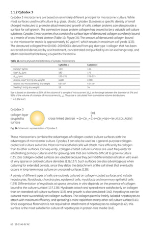 60 18-1140-62 AC
5.1.2 Cytodex 3
Cytodex 3 microcarriers are based on an entirely different principle for microcarrier culture. While
most surfaces used in cell culture (e.g. glass, plastic, Cytodex 1) possess a specific density of small
charged molecules to promote attachment and growth of cells, certain proteins can also provide a
surface for cell growth. The connective tissue protein collagen has proved to be a valuable cell culture
substrate. Cytodex 3 microcarriers thus consist of a surface layer of denatured collagen covalently bound
to a matrix of cross-linked dextran (Table 10, Figure 34). The amount of denatured collagen bound
to the microcarrier matrix is approximately 60 µg/cm2, which results in maximum cell yields (133).
The denatured collagen (Mw 60 000–200 000) is derived from pig skin type I collagen that has been
extracted and denatured by acid treatment, concentrated and purified by an ion exchange step, and
steam sterilized before being coupled to the matrix.
Table 10. Some physical characteristics of Cytodex microcarriers
	 Cytodex 1	 Cytodex 3
Density* (g/mL)	 1.03	 1.04
Size* d50 (µm)	 180	 175
d5–95 (µm)	 131–220	 133–215
Approx. area* (cm2/g dry weight)	 4,400	 2,700
Approx. no. microcarriers/g dry weight 	 6.8×106	4.0×106
Swelling* (mL/g dry weight)	 18	 14
Size is based on diameter at 50% of the volume of a sample of microcarriers (d50), or the range between the diameter at 5% and
95% of the volume of a sample of microcarriers (d5–95). Thus size is calculated from cumulative volume distributions.
* In 0.9% NaCl.
Fig. 34. Schematic representation of Cytodex 3.
These microcarriers combine the advantages of collagen-coated culture surfaces with the
advantages of microcarrier culture. Cytodex 3 can also be used as a general-purpose collagen-
coated cell culture substrate. Most normal epithelial cells will attach more efficiently to collagen
than to other surfaces. Consequently, collagen-coated culture surfaces are used frequently for
establishing primary cultures and for growing cells that are normally difficult to grow in culture
(135,136). Collagen-coated surfaces are valuable because they permit differentiation of cells in vitro even
at very sparse or colonial culture densities (136,137). Such surfaces are also advantageous when
culturing for extended periods, since they delay the detachment of the cell sheet that eventually
occurs in long-term mass culture on uncoated surfaces (138).
A variety of different types of cells are routinely cultured on collagen-coated surfaces and include
hepatocytes, fibroblasts, chondrocytes, epidermal cells, myoblasts and mammary epithelial cells
(139). Differentiation of myoblasts at sparse densities in vitro depends on the presence of collagen
bound to the culture surface (137,138). Myoblasts attach and spread more satisfactorily on collagen
than on standard cell culture surfaces (138), and growth is also stimulated (140). Hepatocytes can be
cultured more successfully on collagen surfaces. The collagen permits freshly isolated hepatocytes to
attach with maximum efficiency, and spreading is more rapid than on any other cell culture surface (141).
Since exogenous fibronectin is not required for attachment of hepatocytes to collagen (142), this
surface is the most suitable for culture of hepatocytes in protein-free media (141).
OH
CHCH2 CH2
( - )e LYS.COLLAGENO NH
collagen layer
coupled to
surface
Cytodex 3
cross-linked dextran
 